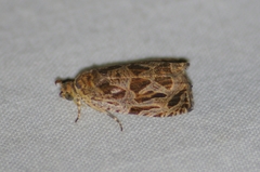 Olethreutes tilianum