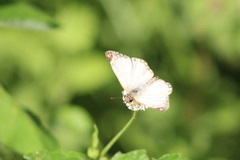 Heliopetes laviana