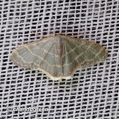 Lophophleps triangularis