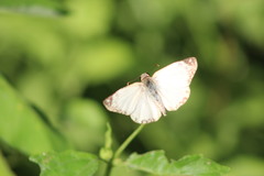 Heliopetes laviana