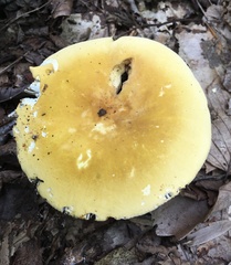 Russula ochroleucoides