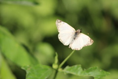 Heliopetes laviana