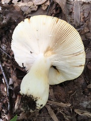 Russula ochroleucoides