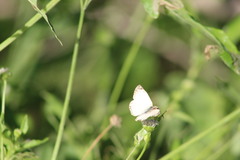 Heliopetes laviana