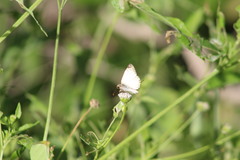 Heliopetes laviana