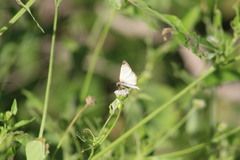 Heliopetes laviana