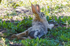 Sylvilagus nuttallii