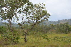 Byrsonima crassifolia