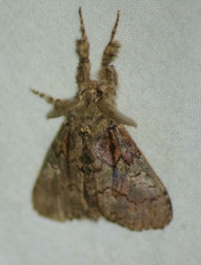 Dasychira obliquata