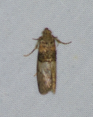 Tlascala reductella