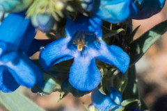 Penstemon arenicola