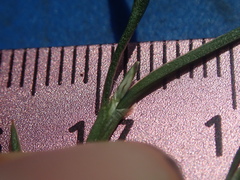 Polygonum sawatchense