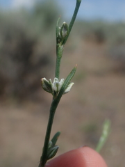 Polygonum sawatchense