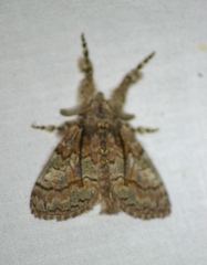 Dasychira obliquata