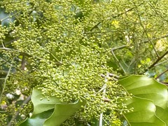Aglaia rimosa