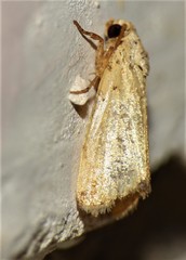 Lepidoptera