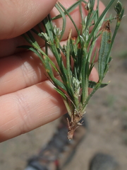 Polygonum sawatchense