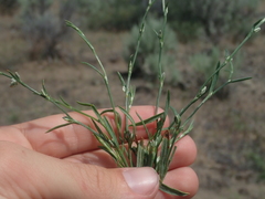 Polygonum sawatchense