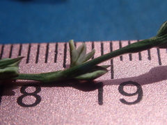 Polygonum sawatchense