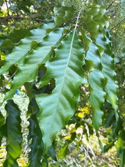 Aglaia rimosa