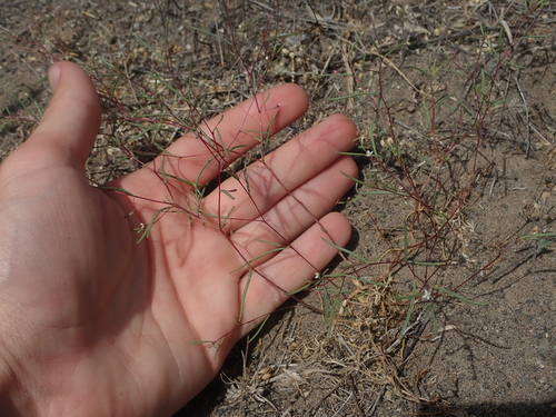 Image of Gayophytum ramosissimum by (c) Nolan Exe, some rights reserved (CC BY)