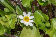 Caltha biflora