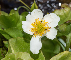 Caltha biflora