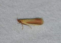 Peoria approximella