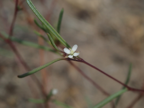 Image of Gayophytum ramosissimum by (c) Nolan Exe, some rights reserved (CC BY)