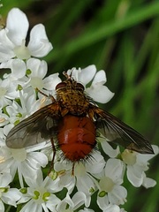 Parepalpus flavidus