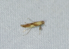 Caloptilia ostryaeella