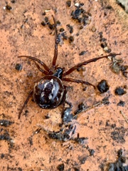Steatoda nobilis