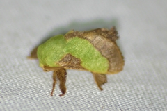 Parasa chloris