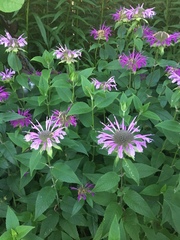 Monarda fistulosa