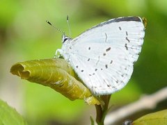 Celastrina serotina