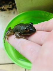 Lithobates catesbeianus