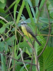 Tyrannus albogularis