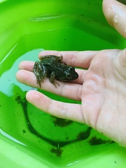 Lithobates catesbeianus