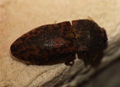 Agrypninae