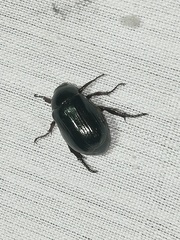 Paranomala cincta