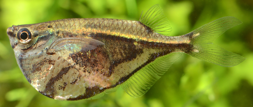 Poisson-hachette marbré (Carnegiella strigata)