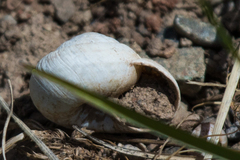 Oreohelix