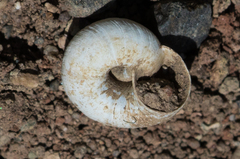 Oreohelix