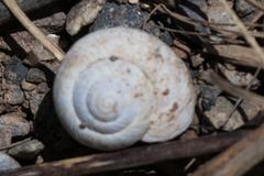 Oreohelix