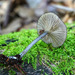 Entoloma foliomarginatum - Photo (c) tombigelow, algunos derechos reservados (CC BY-NC), subido por tombigelow