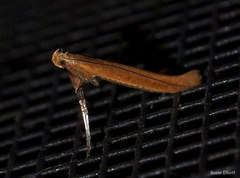 Caloptilia invariabilis