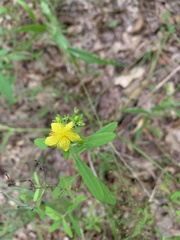 Hypericum lobocarpum