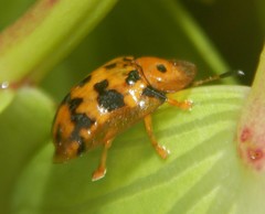 Aspidimorpha deusta