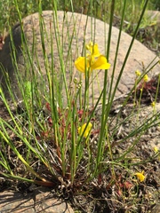 Utricularia cornuta