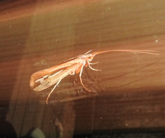 Limnephilus ornatus